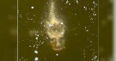 Галкин обнаружил в Бельгии уникальную рыбу с человеческим лцом: шокированные подписчики «опознали» в ней путина (видео)