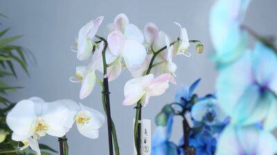 Орхидея будет цвести очень пышно и красиво: 5 хитростей, о которых вы не знали
