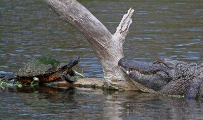 Кукушки от мира рептилий: зачем черепахи подкладывают свои яйца в крокодильи гнёзда?