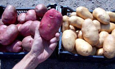 Картошка вырастет мелкой, урожай будет испорчен: чем ни в коем случае нельзя удобрять картофель. Частая ошибка
