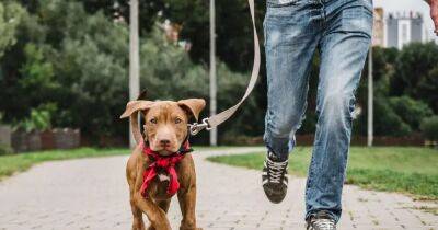Берегите голову. Ученые обнаружили, что прогулки с собакой повышают риск черепно-мозговых травм