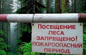 В 72 районах Беларуси запрещено въезжать в лес на машине