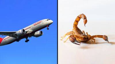 ЧП в самолете: пассажирку ужалил скорпион