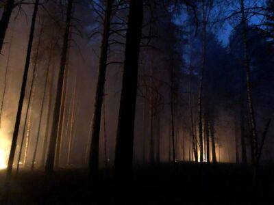 Огненные смерчи и чрезвычайное положение. В России горит почти 70 тыс. гектаров леса. Фото, видео