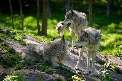 Волки продолжают распространяться по всей Германии