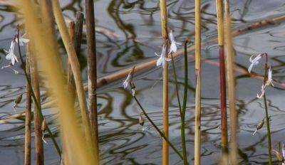 Спасти исчезающее растение: снова запрещено купаться в озере Уммис