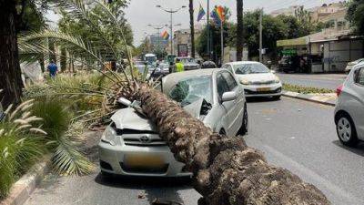 Буря в Израиле: дерево рухнуло на машину, женщина спаслась чудом - vesty.co.il - Израиль - Тель-Авив