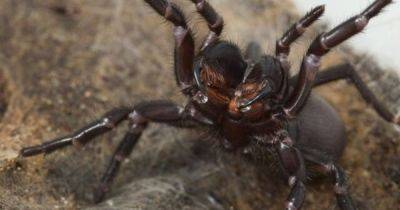 Джеймс Кук - Рассудительный убийца. Самый смертоносный паук в мире меняет силу яда в зависимости от настроения - focus.ua - Украина - Австралия
