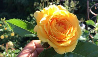 Садовод раскрыл секрет: розы цветут пышно и не осыпаются. Что нужно сделать - hyser.com.ua - Украина