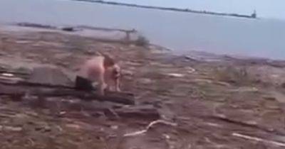 После взрыва ГЭС. Собака на доске доплыла из Херсонской области в Одесскую (видео)