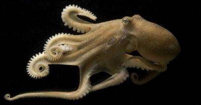 Биохакеры подводного мира. Осьминоги могут перепрограммировать свой "мозг", на лету редактируя РНК