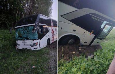 В Тверской области из-за лося автобус съехал в кювет