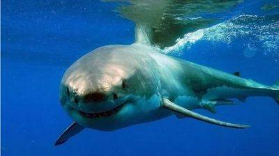 В Египте акула напала на пловца. Мужчина погиб
