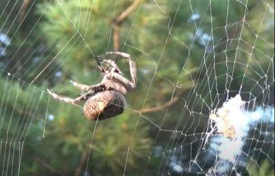 Смотрите под ноги: в Украине обнаружили опаснейшего паука, его укус очень коварен