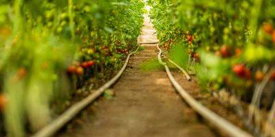 Никогда не поливайте так томаты, потому что они будут болеть и полностью потеряют урожай - nv.ua - Украина