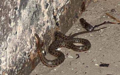 На пляжи Одессы приносит змей – опасны ли они? | Новости Одессы