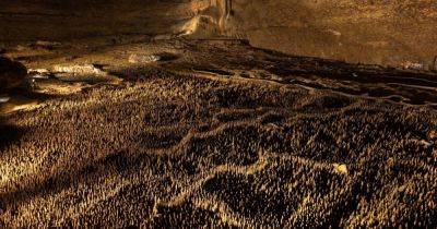 Самая загадочная армия в мире: в пещерах на юге Франции прячутся "100 000 солдат" (фото)