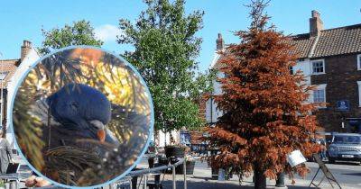 Запрещено законом: городская рождественская елка все еще стоит в июне из-за голубя (фото) - focus.ua - Украина - Англия - Великобритания