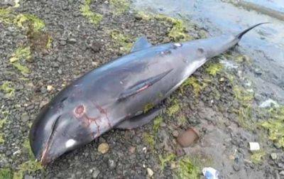 У Керчи на побережье выбросило мертвых дельфинов