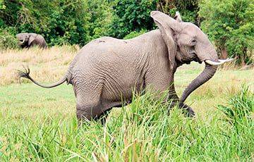 Зоологи выяснили, зачем слонам нужны усы на хоботе