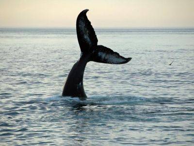 "Китовая пятиэтажка". В антарктическом центре показали прыжок кита. Видео