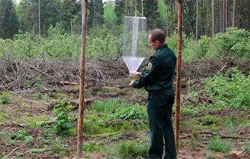 В белорусских лесах заметили странные конструкции