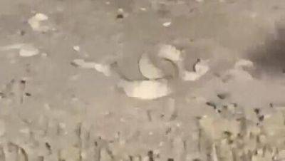 Жалоба: солдаты ЦАХАЛа забили насмерть змею, офицер выбросил в мусор птенцов