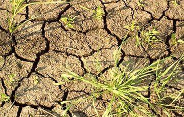 Синоптики: 10-сантиметровый слой почвы в Беларуси иссушен полностью