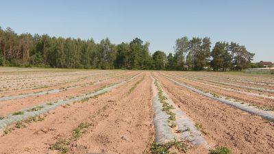 Фермерские хозяйства Гомельской области высаживают бахчевые в открытый грунт