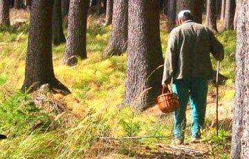В Беларуси снимают запреты на посещение лесов