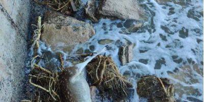 Подрыв Каховской ГЭС: в Одессе на побережье вынесло тело погибшего оленя