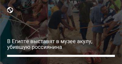 В Египте выставят в музее акулу, убившую россиянина