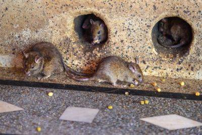 Крысы покусали до крови 2-летнего ребенка в Бней-Браке
