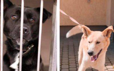 Виновных в эвтаназии здоровых собак во Львове уволили с должности