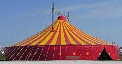Шапито с бобрами: пропагандисты показали цирк в Мариуполе