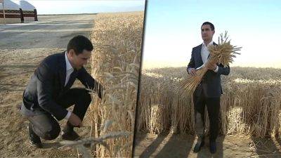 Земледелец рассказал С.Бердымухамедову о планах по сбору пшеницы. Урожайность оказалась выше, чем в России