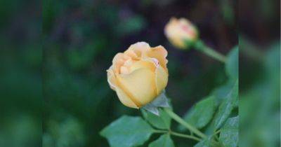 Июнь — месяц роз: чем подкормить садовую красавицу