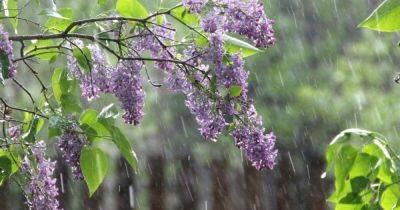 "Дожди с грозами и жара": синоптик рассказала, какая погода будет 15 июня