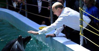РФ тренирует боевых дельфинов в Севастополе отбивать украинские атаки, – Naval News