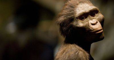 Предок человека "Люси", которому почти 4 млн лет, мог ходить прямо: что это значит для нас