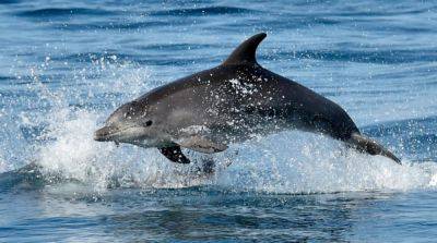 Россия удвоила количество боевых дельфинов для защиты базы в Севастополе – СМИ
