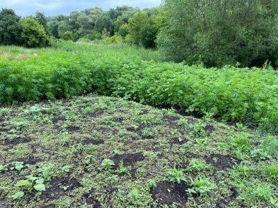 Более 2 тыс наркорастений житель Балаклейщины выращивал на огороде (фото)