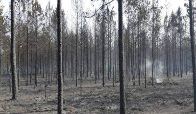 Под Елгавой крупный лесной пожар — горят около пяти гектаров леса
