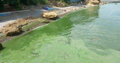 Последствия крушения на Каховской ГЭС: Одесщина зацвела потенциально токсичными водорослями