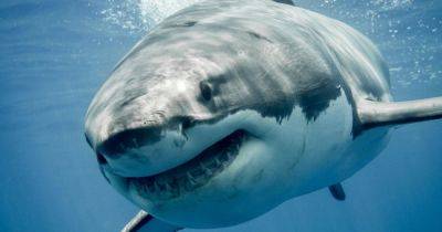 Власти Киева просят установить памятник акуле, которая съела россиянина в Египте