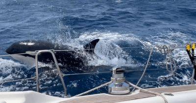 "Стали быстрее и хитрее": моряк рассказал о столкновении с китами-убийцами (фото)