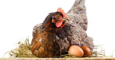 Курица или яйцо? Британские ученые разгадали самую загадочную тайну