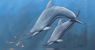 Дельфин и слон в одном теле. Ученые открыли новый вид древних животных, и он ужасает