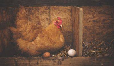 Курица или яйцо: ученые разгадали самую загадочную загадку