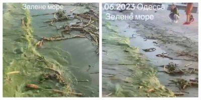 Черное море в Одессе становится зеленым, местные делятся кадрам: "Обходите побережья"